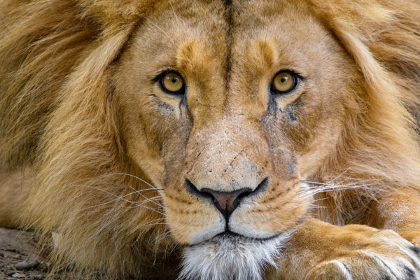 TOP 10 FACTS ABOUT LIONS